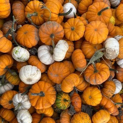 There are many different types of pumpkins in this pile.