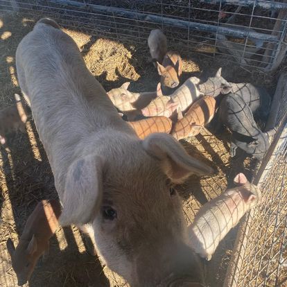 A group of pigs are standing in a fenced in area looking at the camera.
