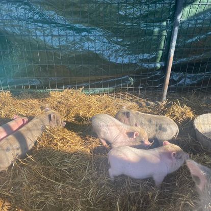 A group of pigs are standing on top of a pile of hay.