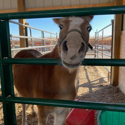 A brown and white horse is behind a green fence looking at the camera.