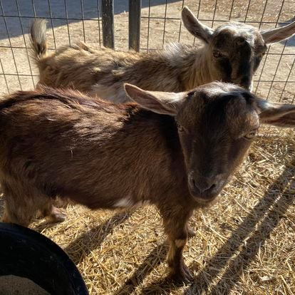 Two goats are standing next to each other in a fenced in area.