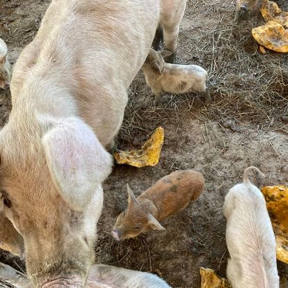 A group of pigs are eating leaves from a pile of hay.