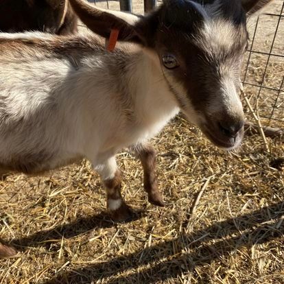 A goat with an orange collar is standing in a pile of hay.