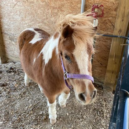 A brown and white pony wearing a purple halter is standing in a stable.