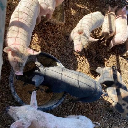 A group of pigs are eating from a bucket in a pen.