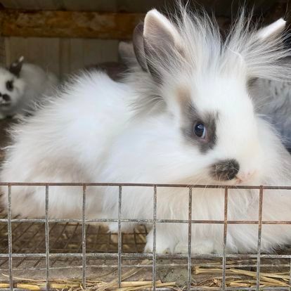 A white rabbit with a black spot on its face is in a cage