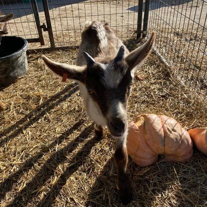 A goat is standing next to a pile of pumpkins in a pen.