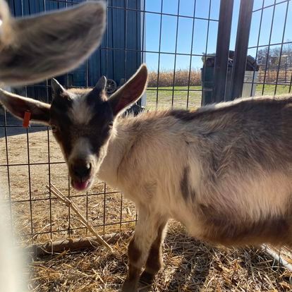 A goat is standing in a fenced in area looking at the camera.