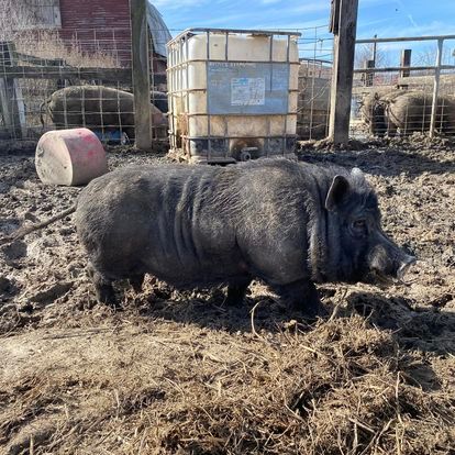 A pig is standing in the mud in a pen.