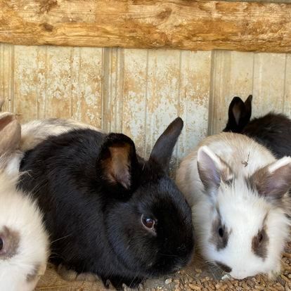A group of black and white rabbits are sitting next to each other.