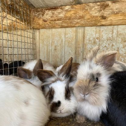 A group of rabbits are sitting in a cage.