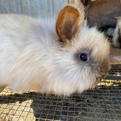 A close up of a white rabbit in a cage.