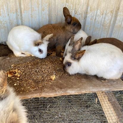 A group of rabbits are eating food in a cage.