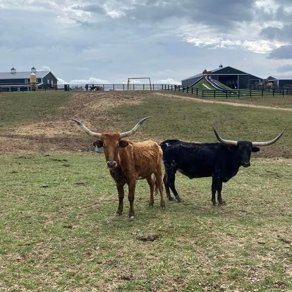 Two cows with long horns are standing in a grassy field.