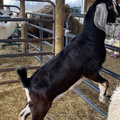 A black goat standing on its hind legs in a pen