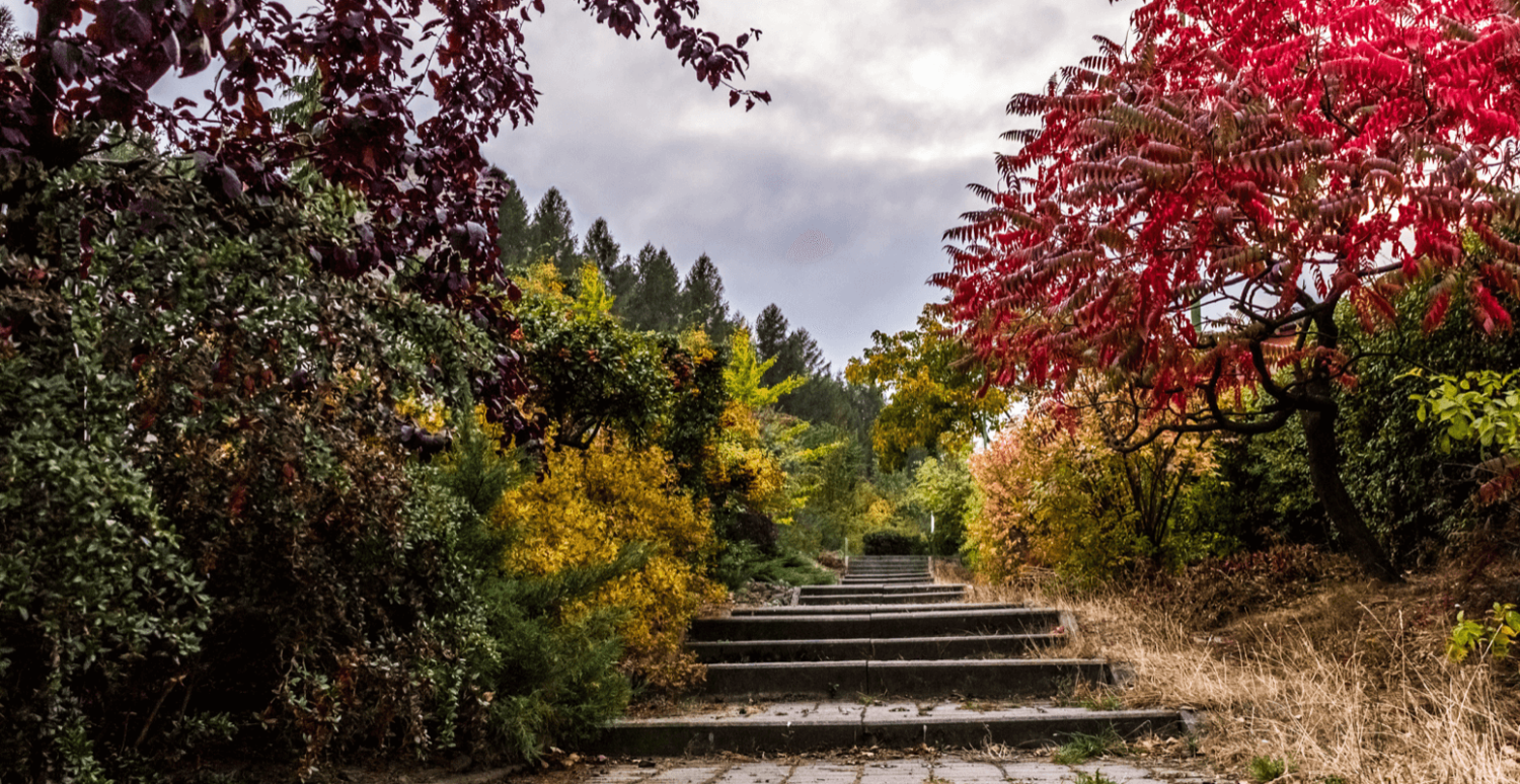 a set of stairs leading up to a forest with trees and bushes .