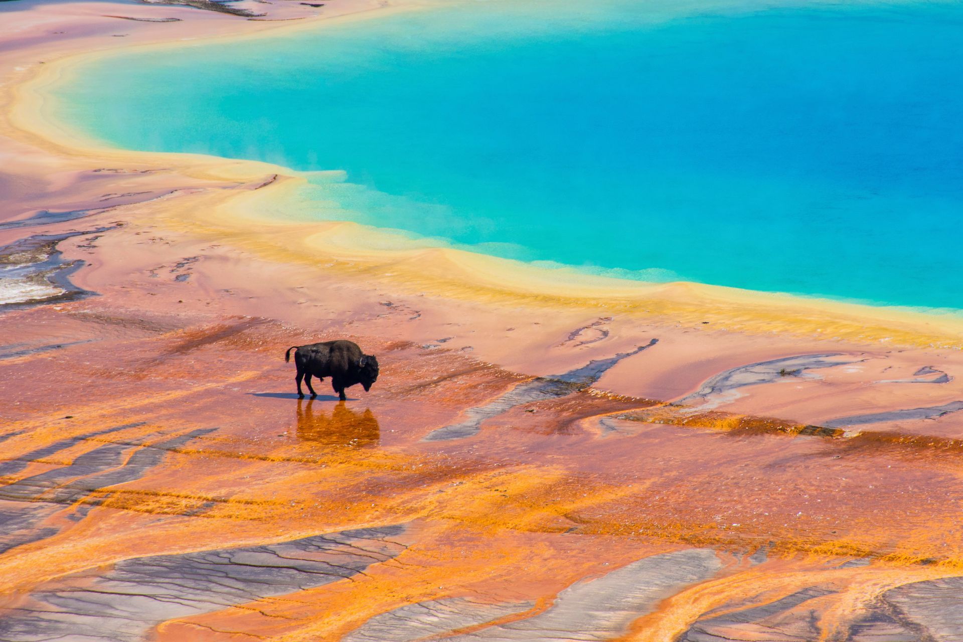 Bison stands on colorful, mineral-rich shore of Grand Prismatic Spring in Yellowstone National Park.