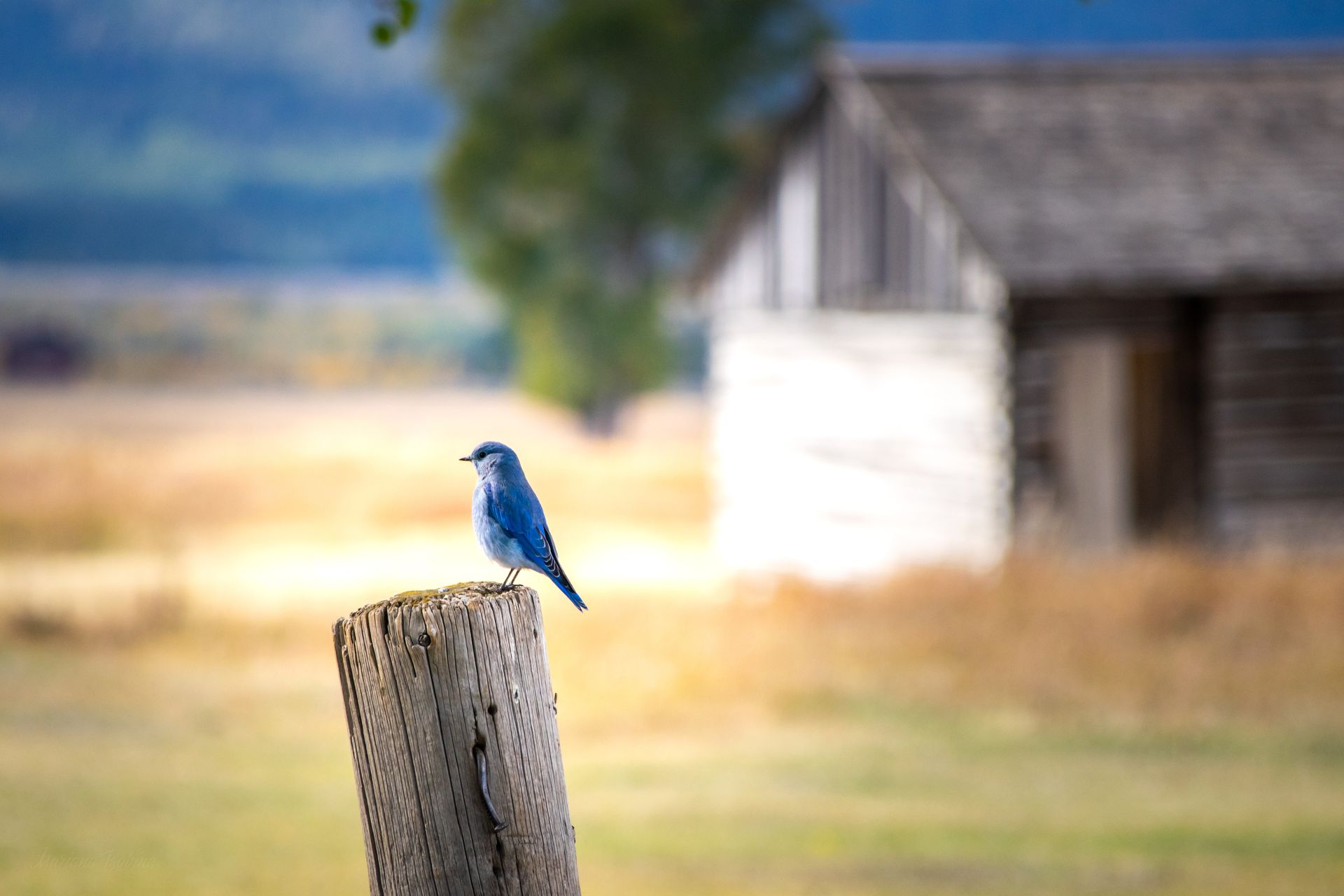 Bluebird perched on a wooden post, with a rustic cabin and field in the blurred background.