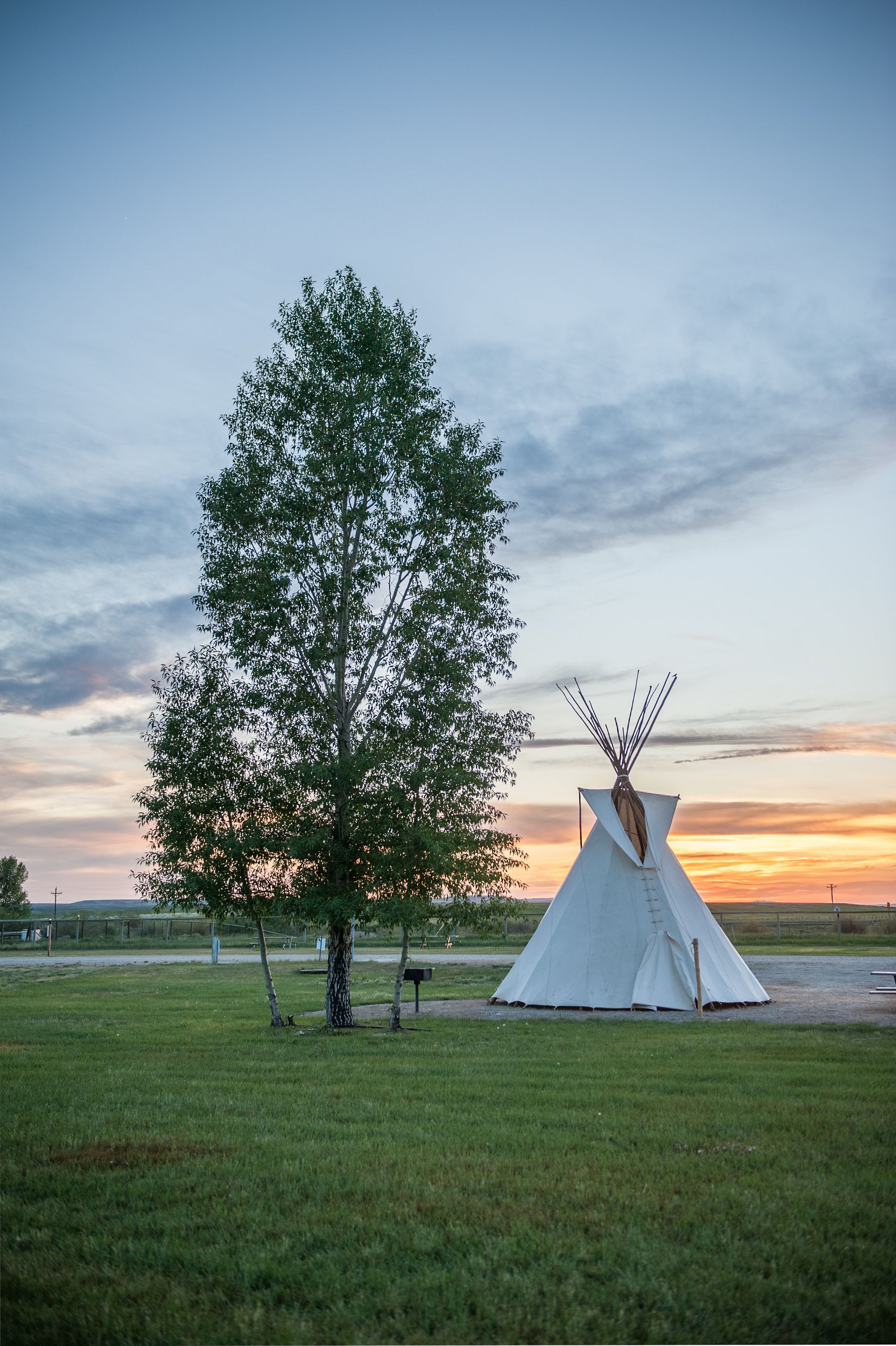 White teepee, tall green tree, and sunset over green grass field.