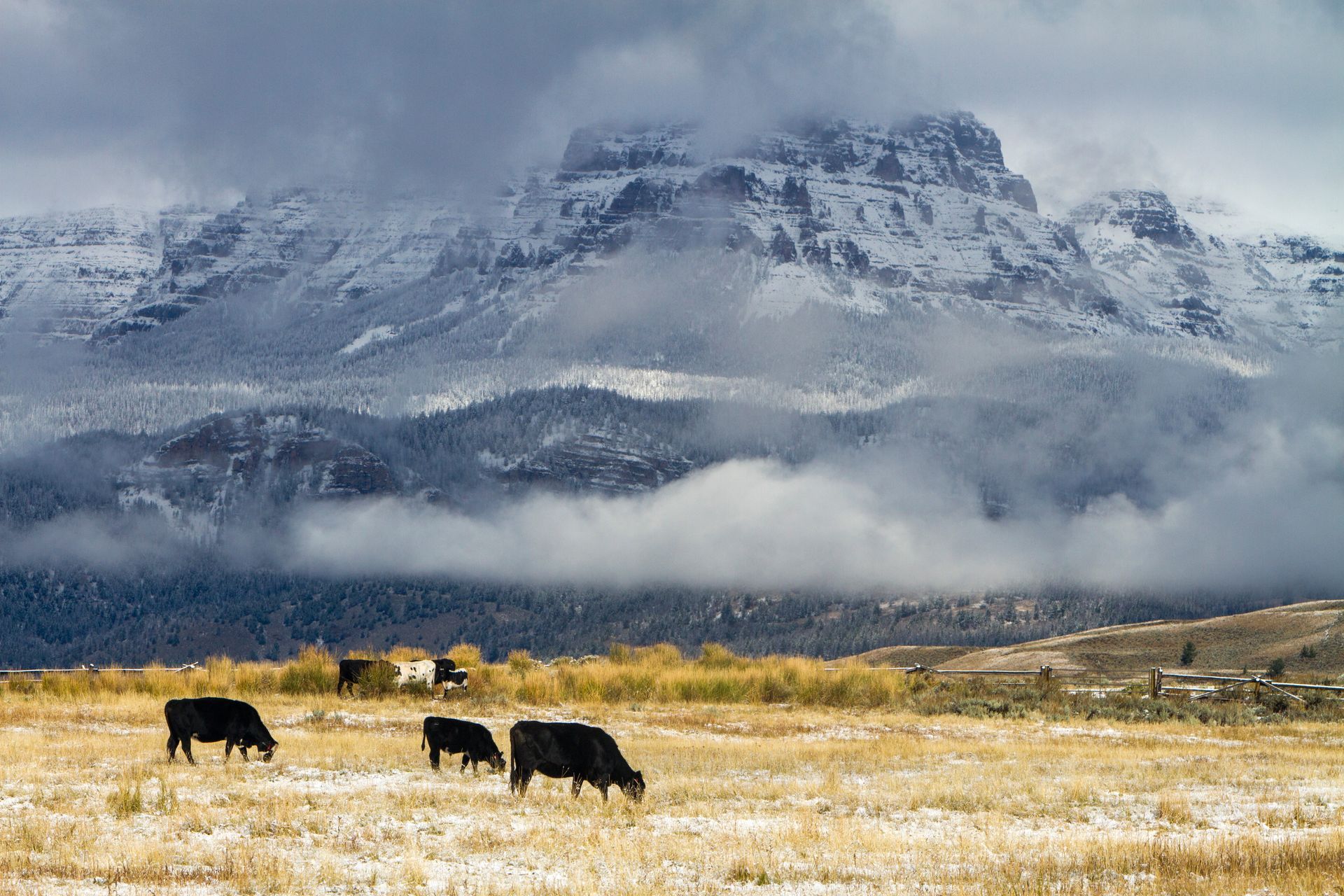 Cows graze in a field with snow-covered mountains in the background, under cloudy skies.