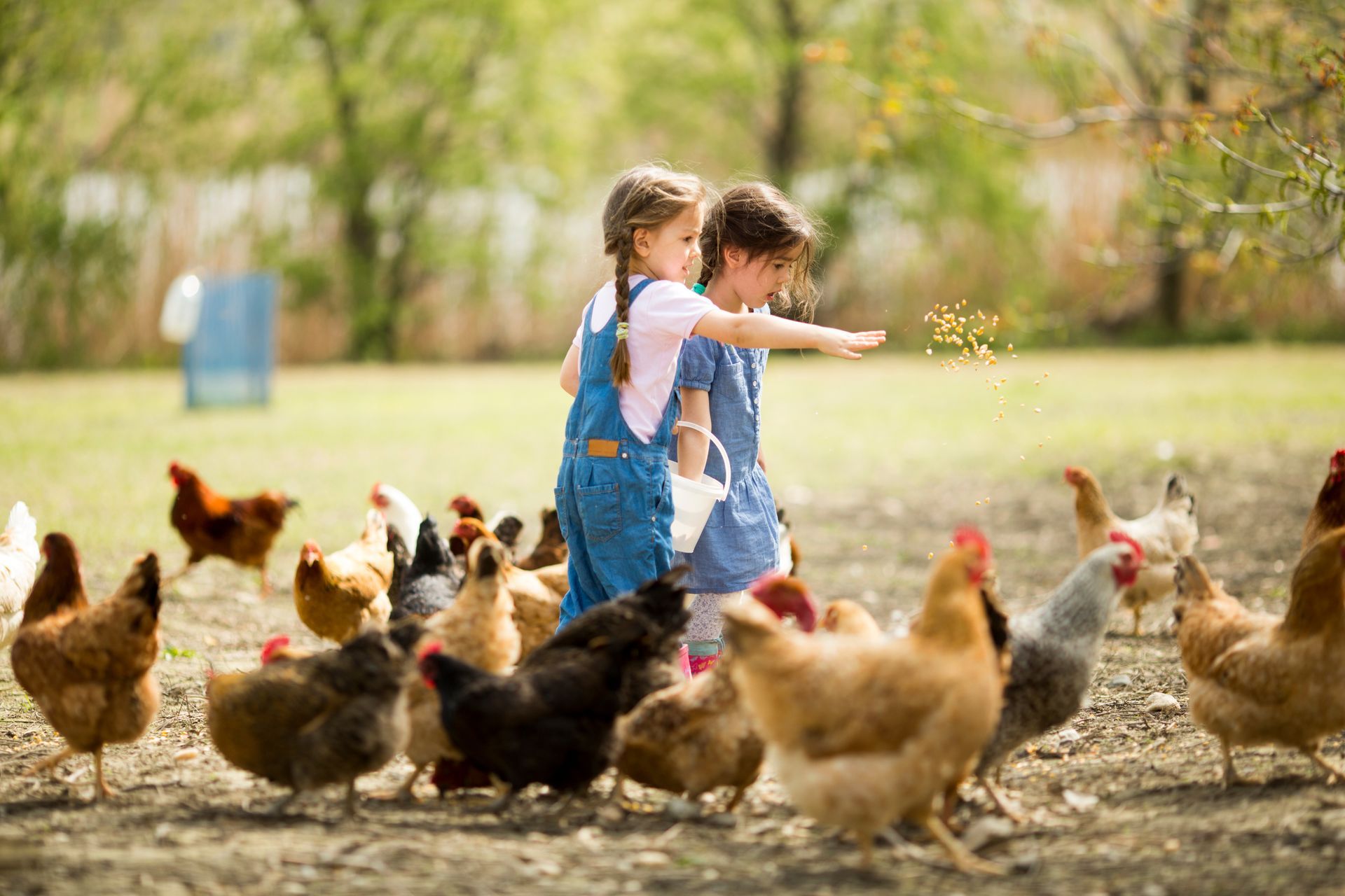 Two children feeding chickens in a grassy yard.