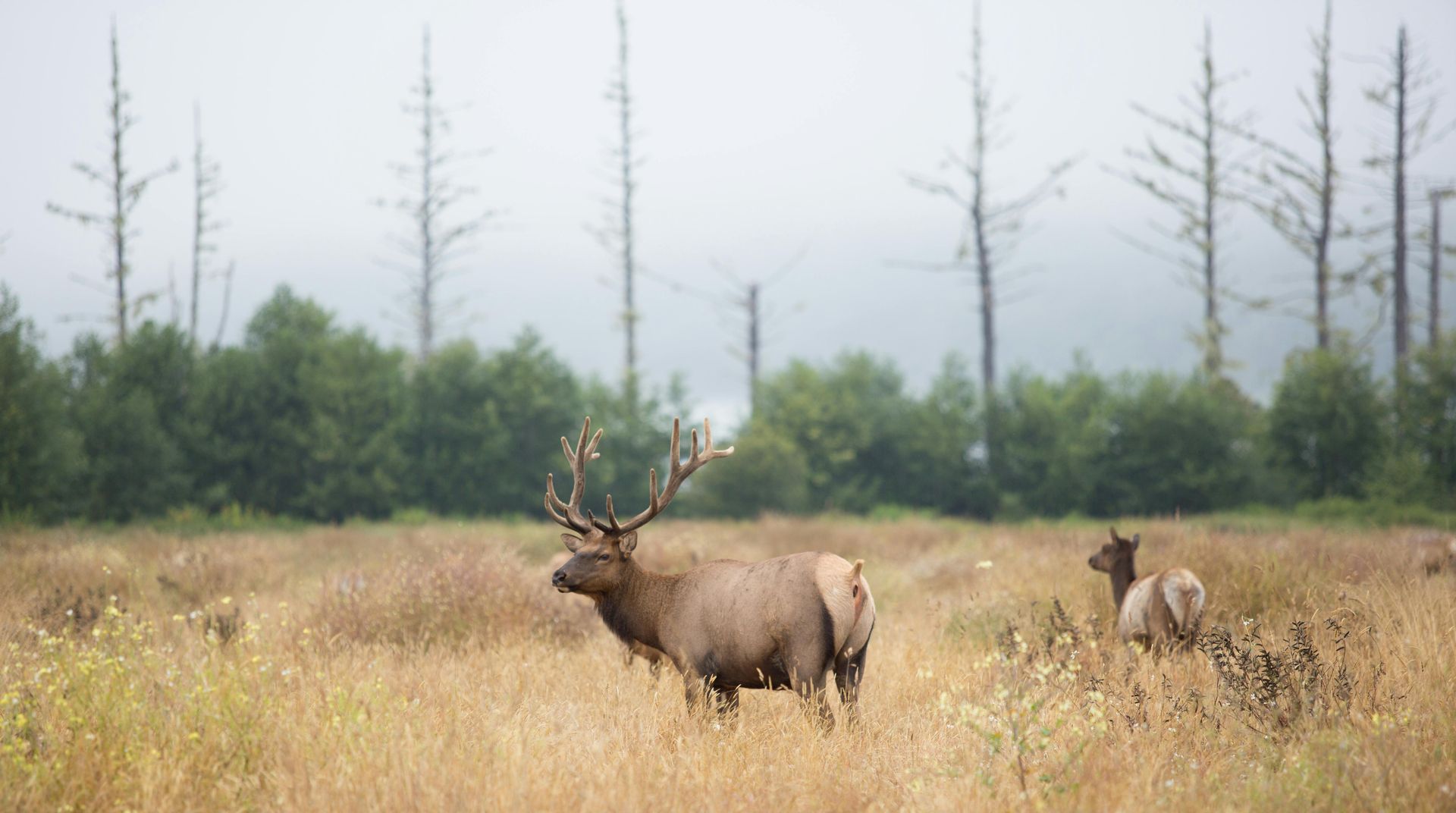 Bull elk with large antlers in a grassy field, another elk nearby. Trees and fog in the background.