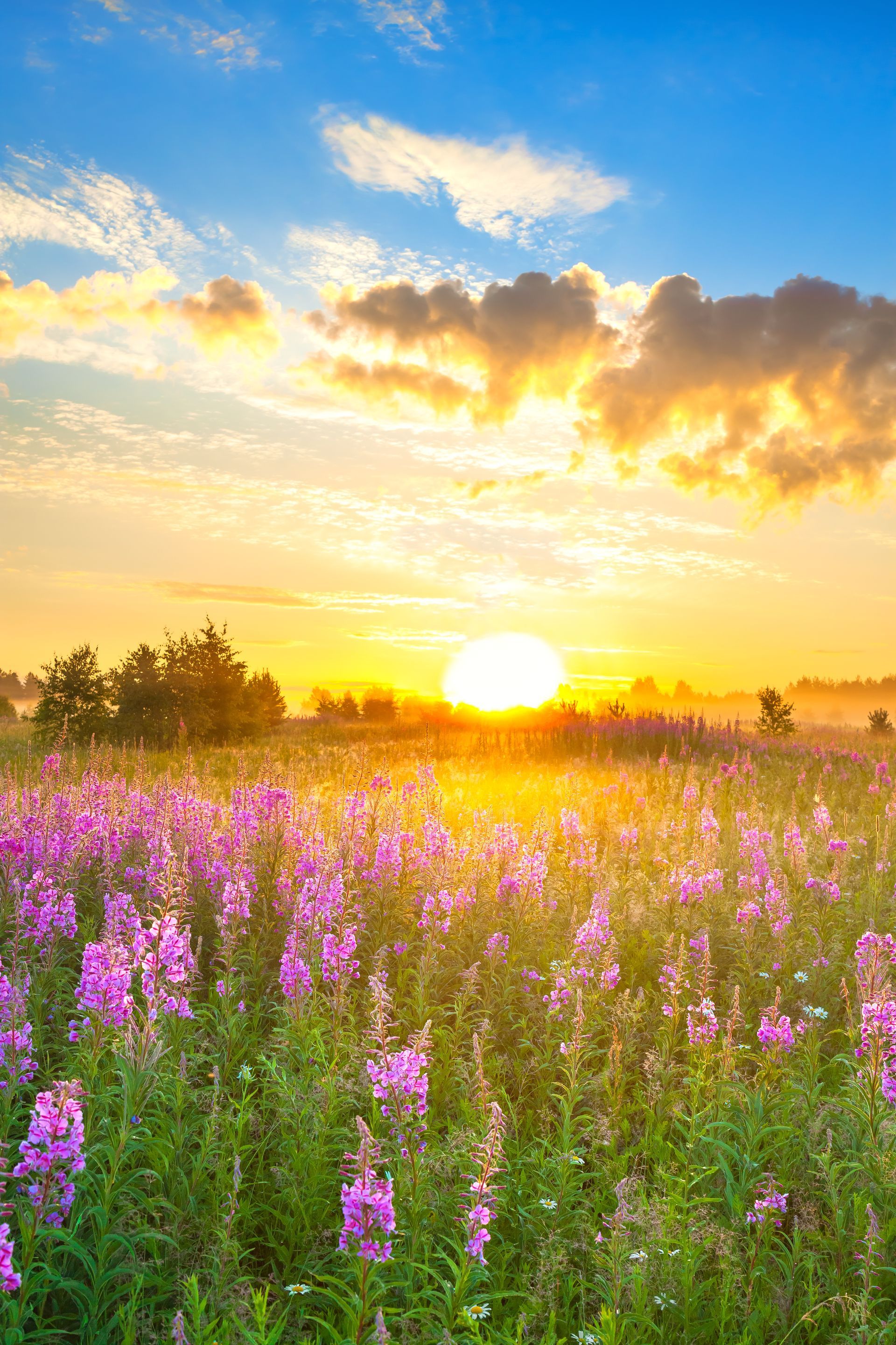 Field of purple wildflowers at sunrise, sun peeking over trees, blue sky with clouds.