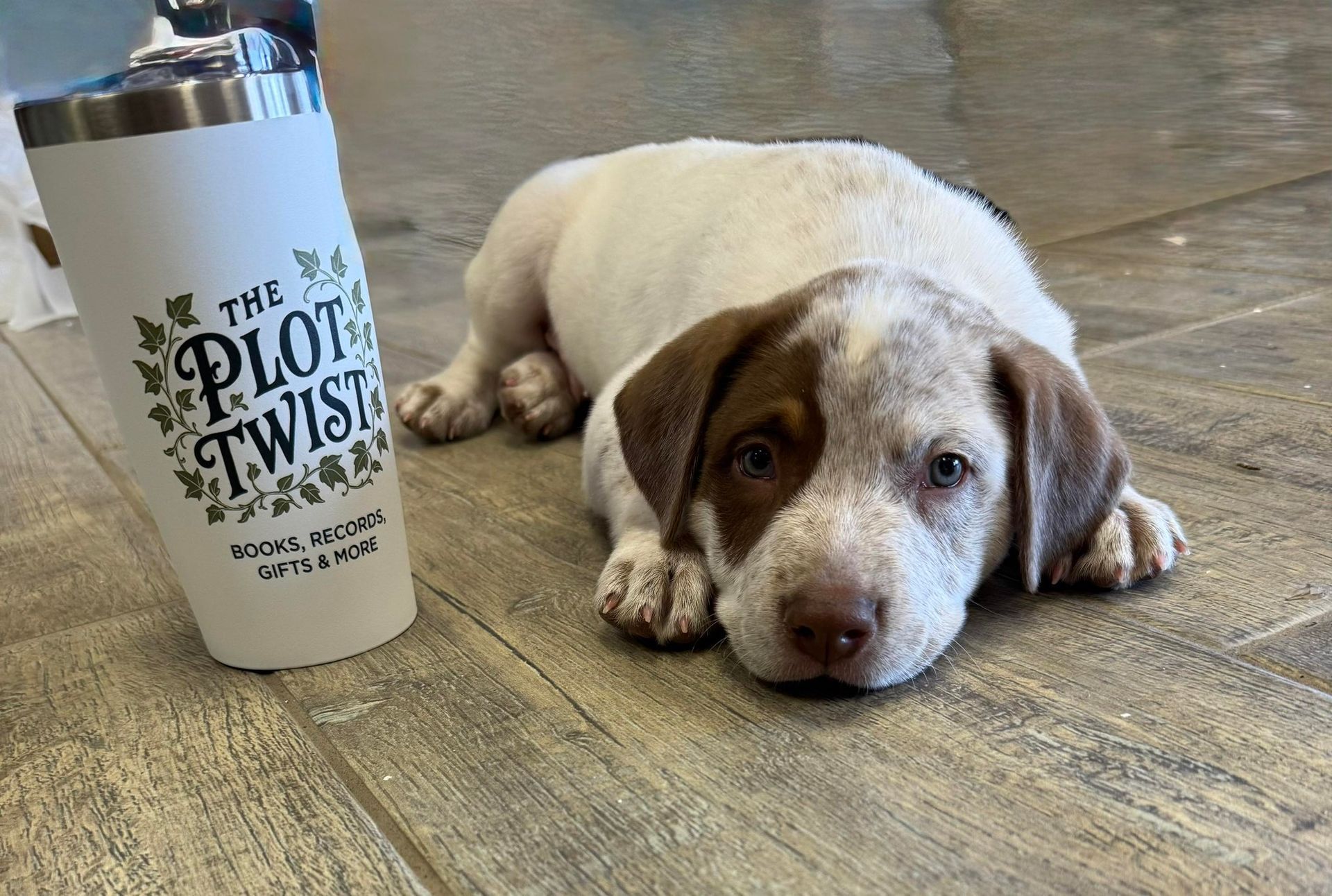 Puppy with brown and white fur, lying near a white 