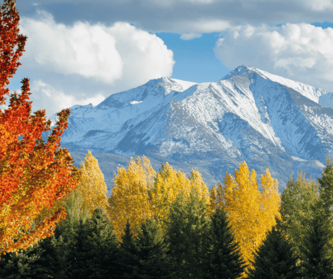 A snowy mountain is behind a forest of trees