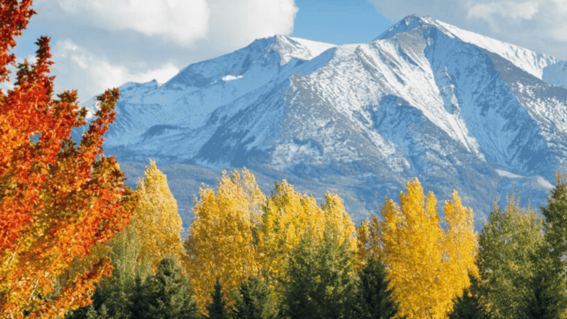 A snowy mountain is behind a forest of trees