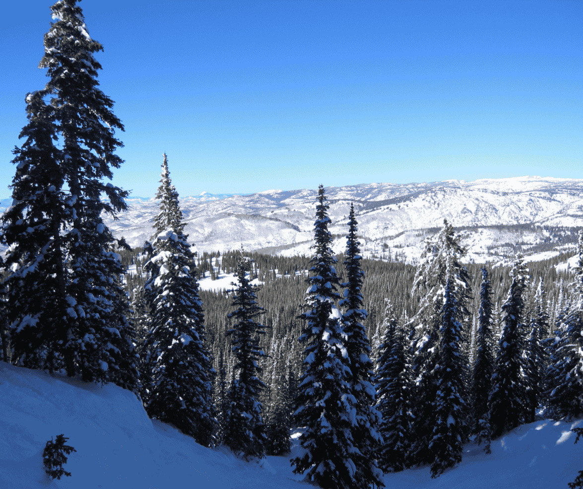 A snowy forest with mountains in the background