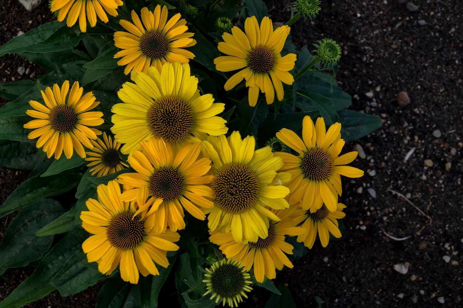Sunflower — Williston, VT — Paquette Full of Posies