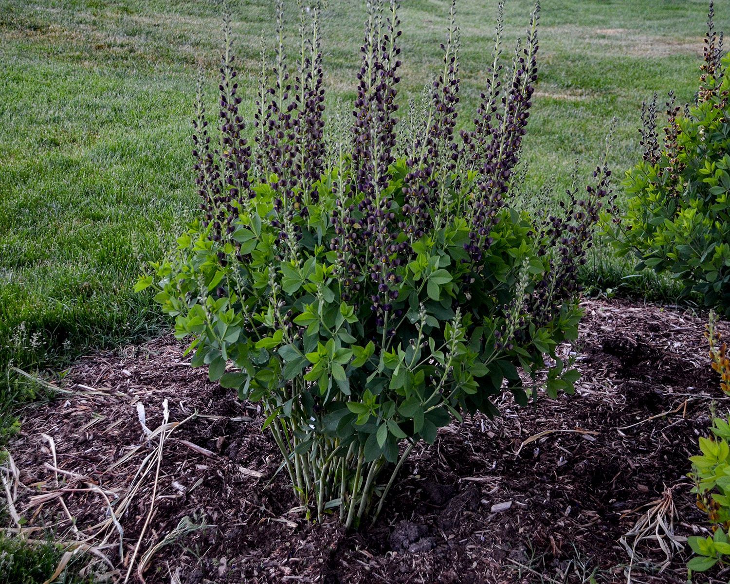 Decadence Dark Chocolate Plant — Williston, VT — Paquette Full of Posies