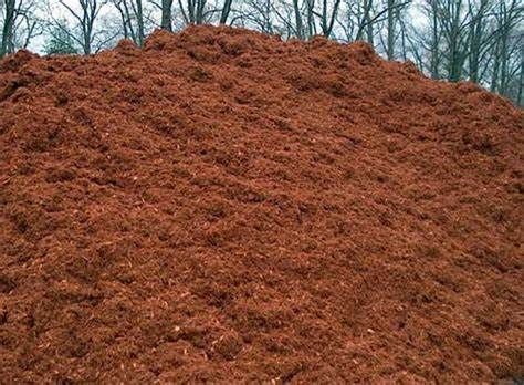 Firefly Sunshine Flower — Williston, VT — Paquette Full of Posies