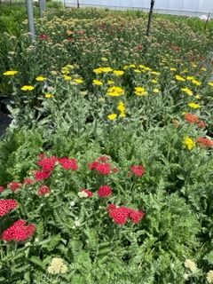 Flower Field — Williston, VT — Paquette Full of Posies