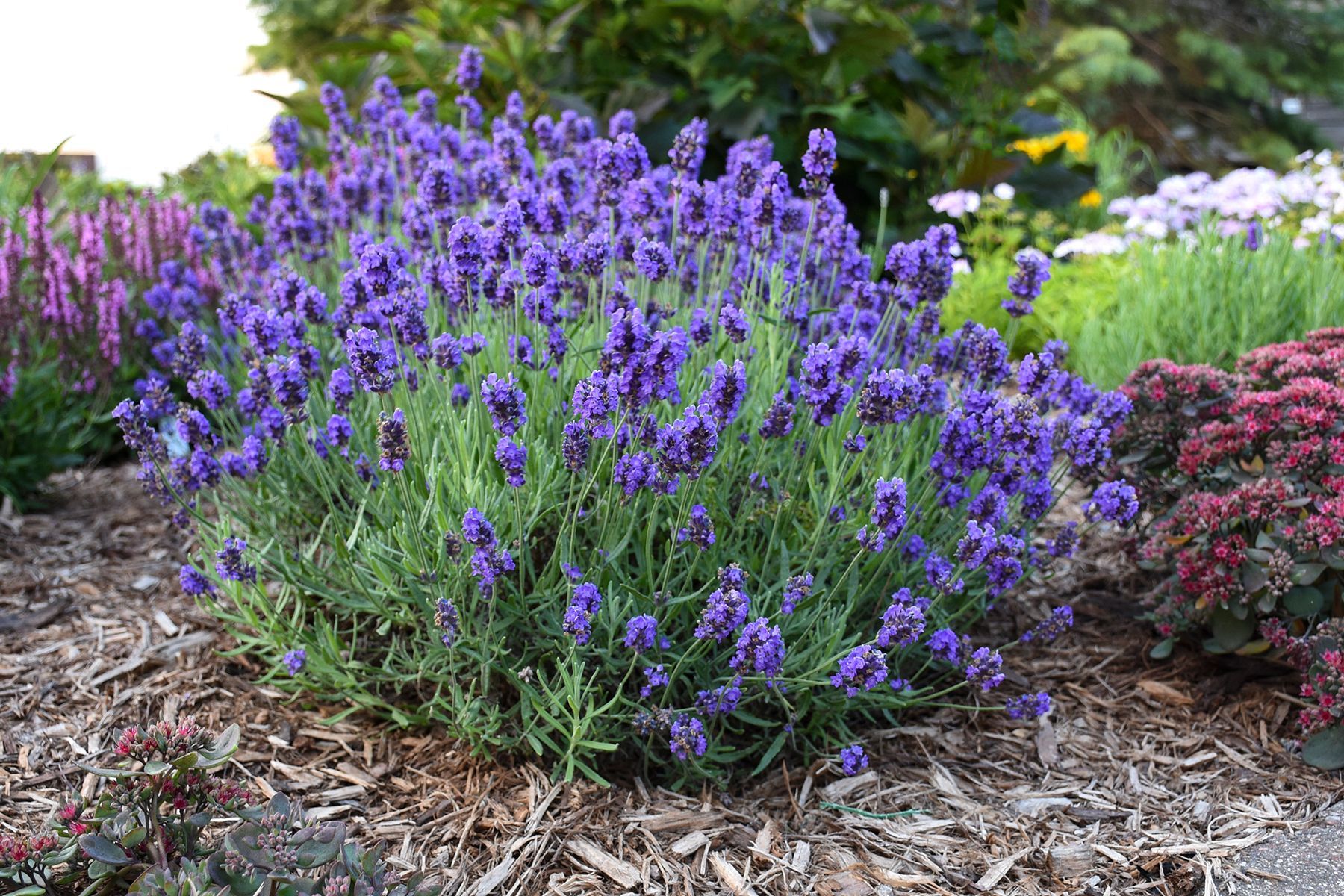 Lavander — Williston, VT — Paquette Full of Posies