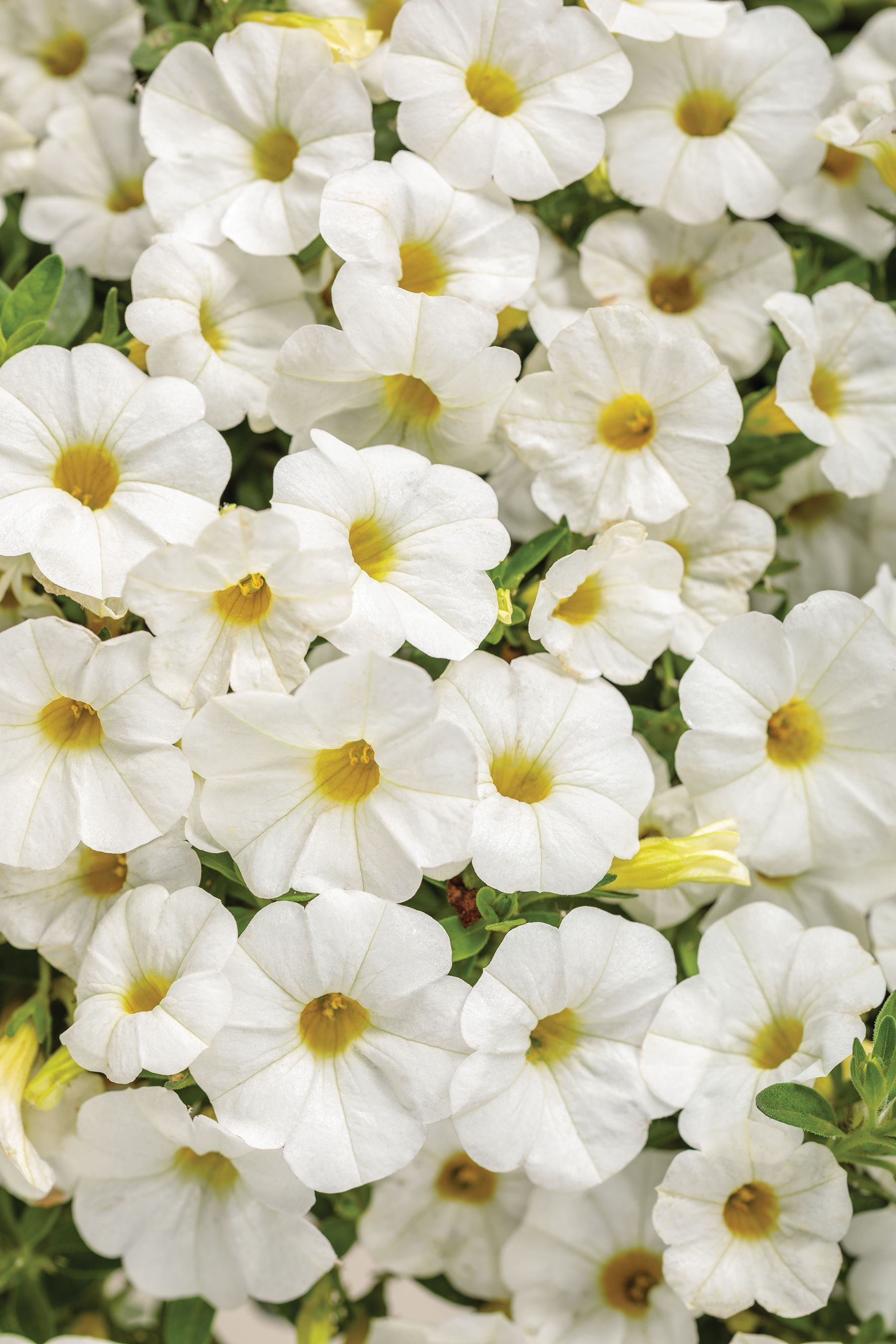 White Flowers Close Up View — Williston, VT — Paquette Full of Posies