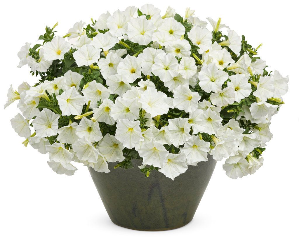 White Flower — Williston, VT — Paquette Full of Posies