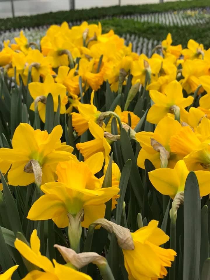 Daffodils — Williston, VT — Paquette Full of Posies