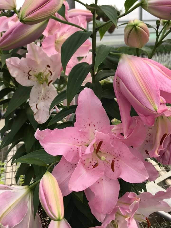 Lilies — Williston, VT — Paquette Full of Posies