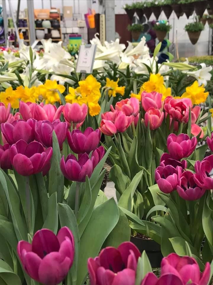 Tulips — Williston, VT — Paquette Full of Posies