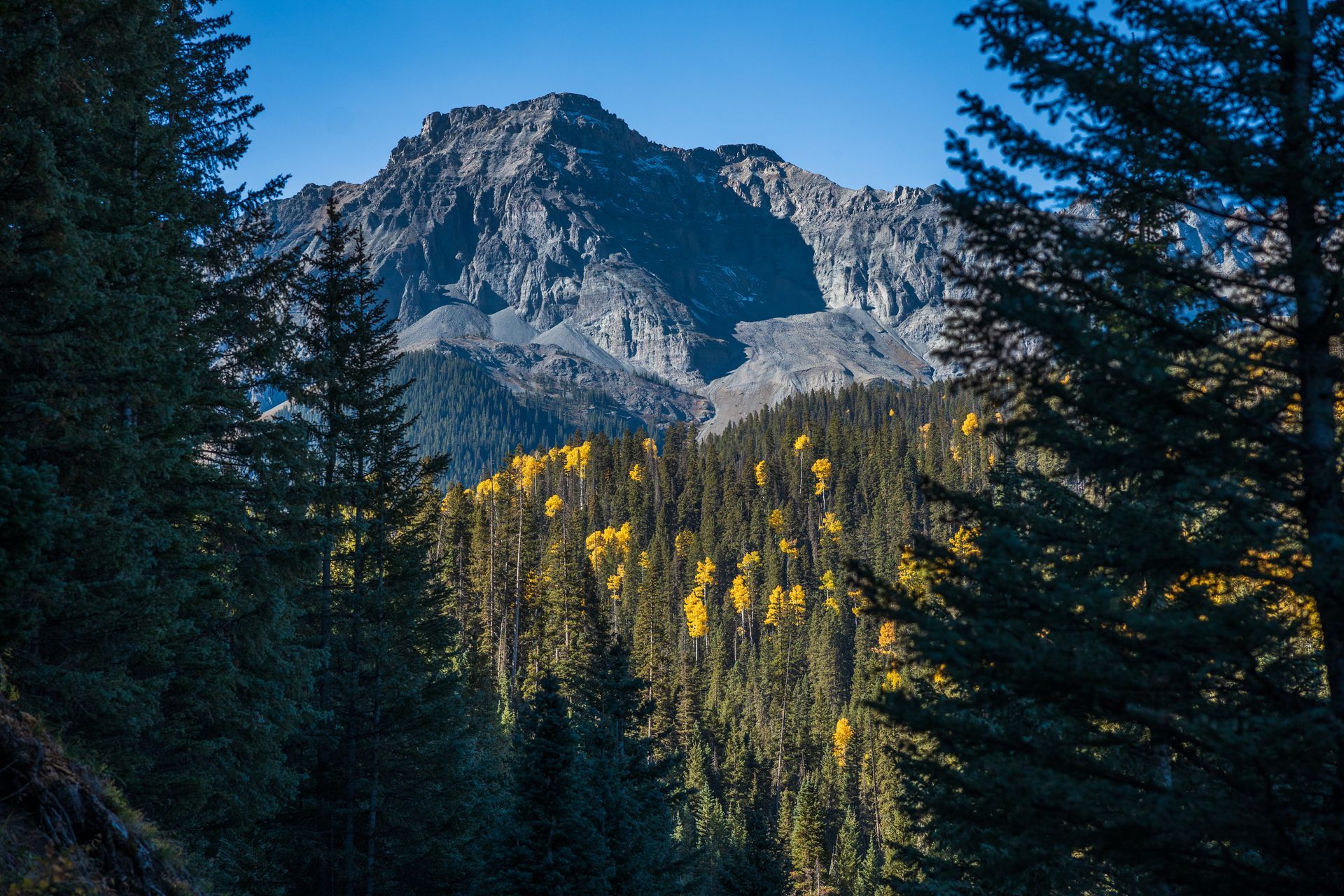 A mountain is visible through the trees in the foreground