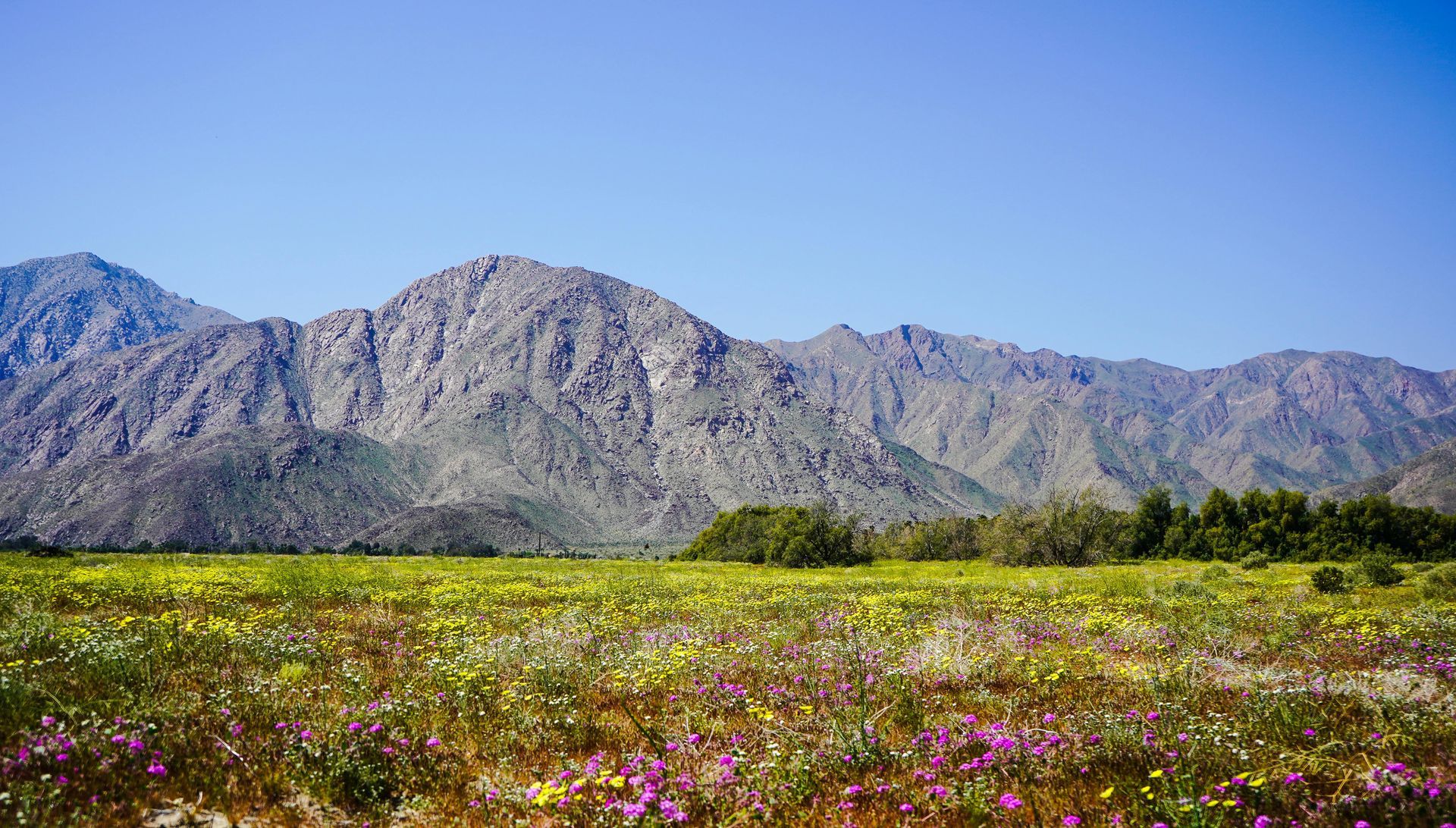 A field of flowers with mountains in the background