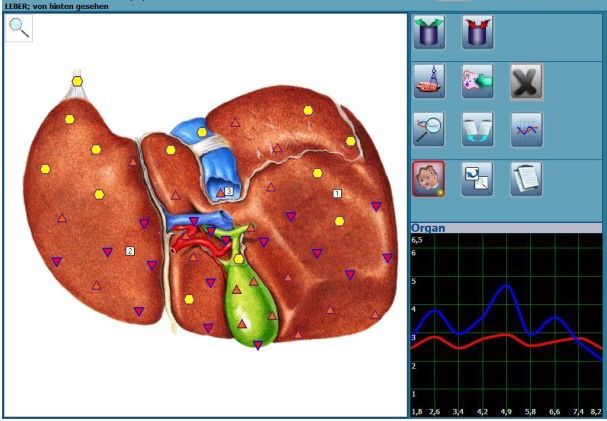 Leber und Gallenblase