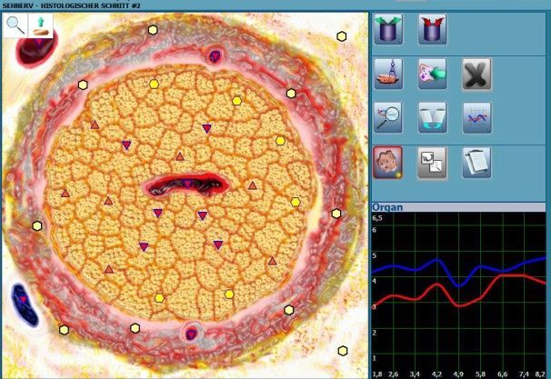 Schnitt durch einen Sehnerv