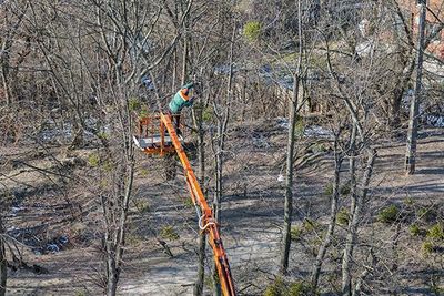 Deadwooding Thinning Winston Salem Nc Forsyth Tree Service