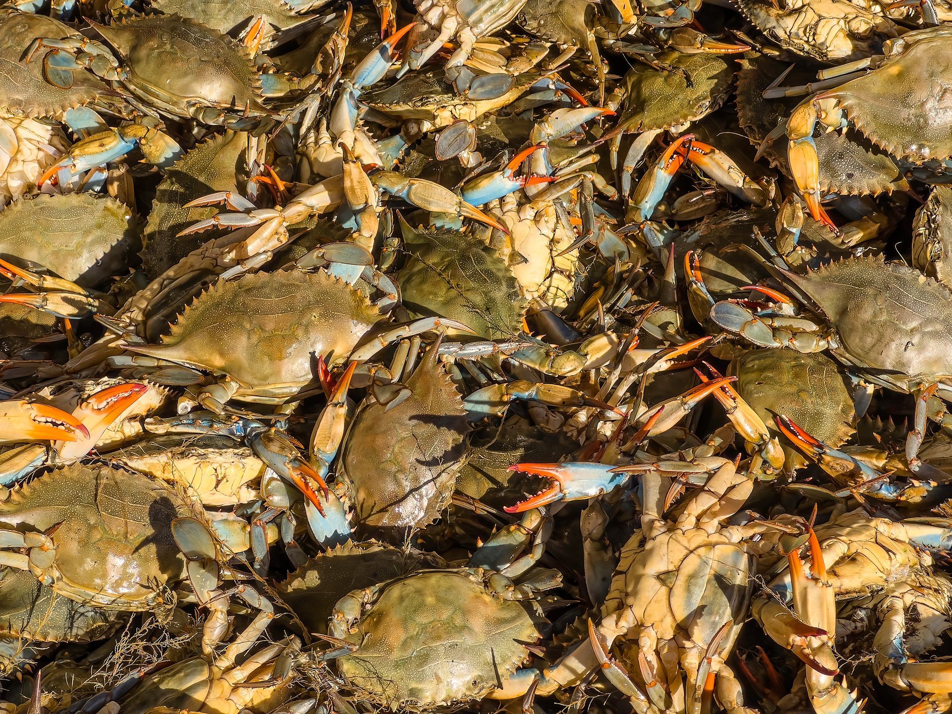 A large pile of blue crabs with greenish-brown shells and orange-tipped claws.