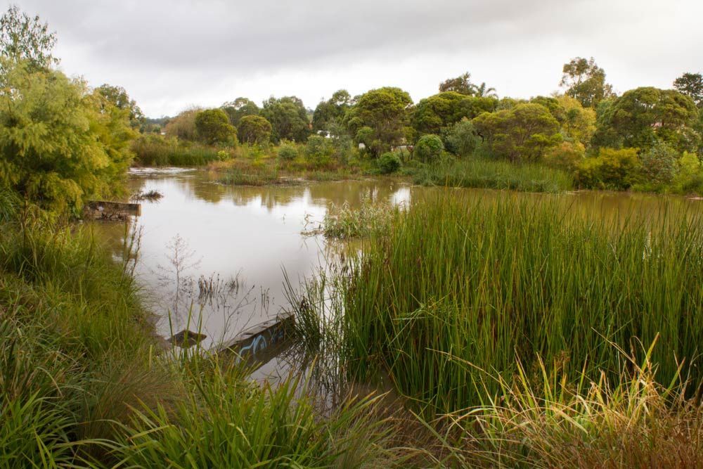 A Large Body of Water Surrounded by Tall Grass and Trees — Trade & General Towing in Cardiff, NSW