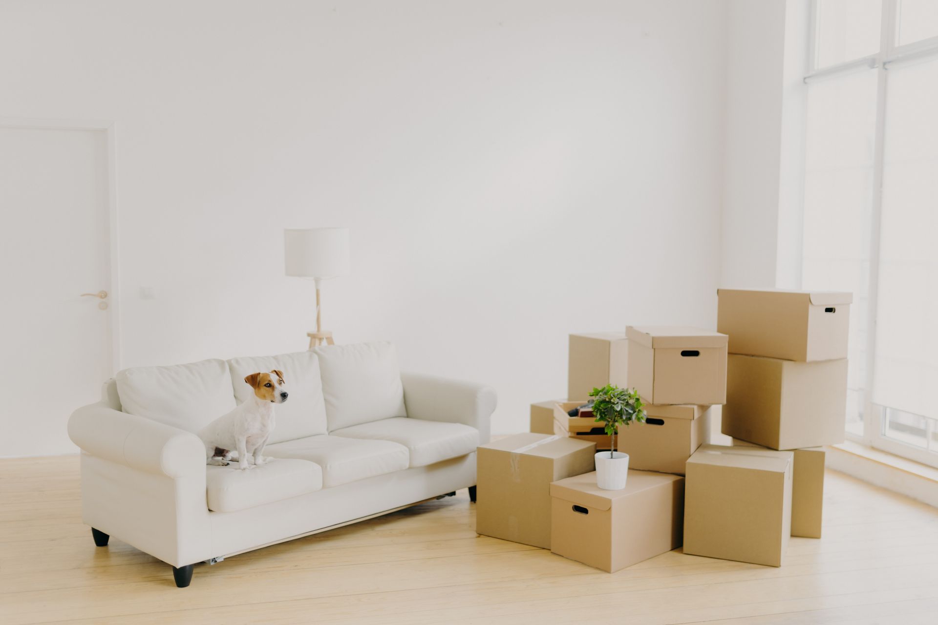 A dog is sitting on a white couch next to a pile of cardboard boxes.