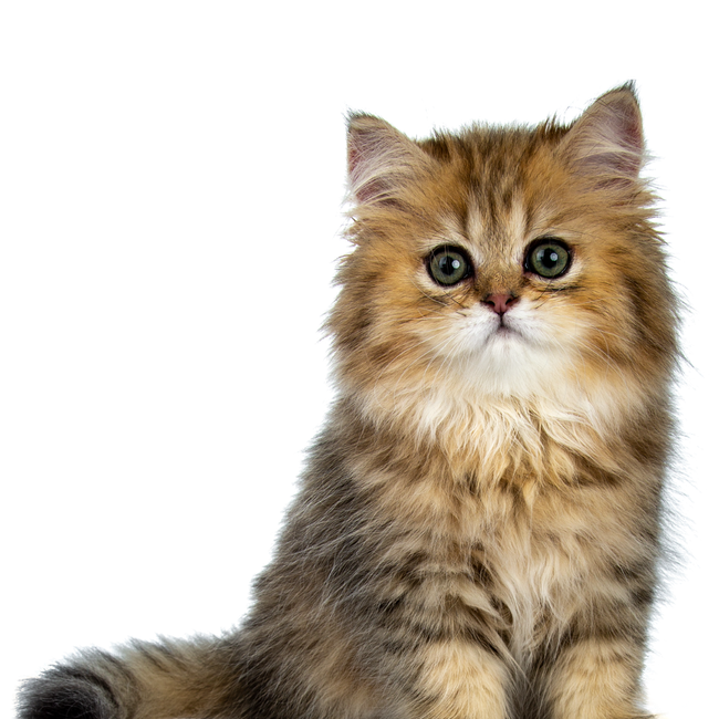 A fluffy kitten is sitting on a white surface and looking at the camera.